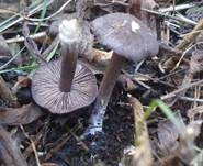 Schwarzvioletter Rötling, Foto 5