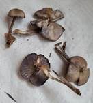 Schwarzvioletter Rötling, Foto 10