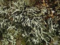 Schwarzweiße Astflechte, Foto 4