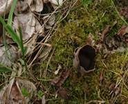 Schwarzweiße Rippen-Becherlorchel, Foto 14