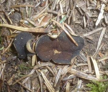Schwarzweiße Scheibenlorchel, Foto 3