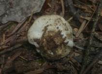 Schwarzweiße Scheibenlorchel, Foto 7