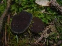 Schwarzweiße Scheibenlorchel, Foto 9