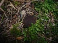 Schwarzweiße Scheibenlorchel, Foto 10