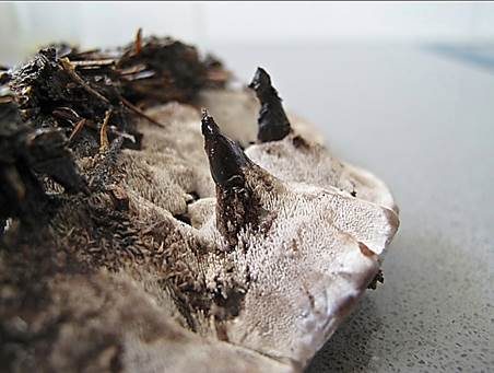 Schwarzweißer Duftstacheling, Foto 3