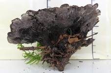 Schwarzweißer Duftstacheling, Foto 10