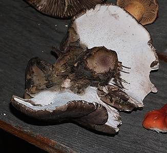 Schwarzweißer Rußporling, Foto 4