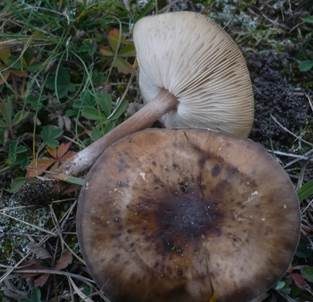 Schwarzweißer Weichritterling, Foto 2