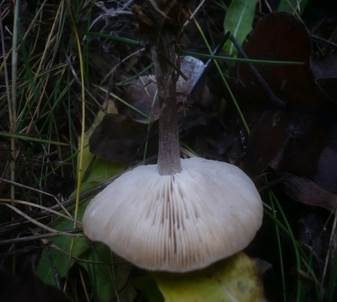 Schwarzweißer Weichritterling, Foto 3