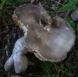 Schwarzweißer Weichritterling, Foto 18