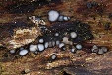 Schwarzweißes Filzbecherchen, Foto 7