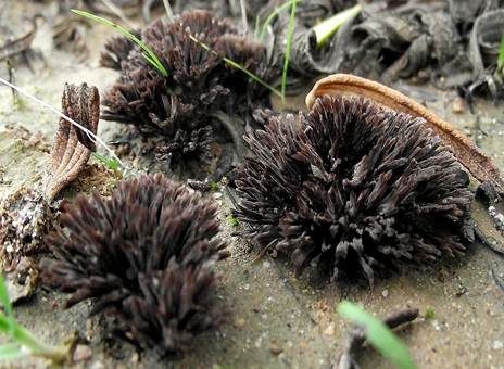 Blumenartiger Erdwarzenpilz, Foto 2