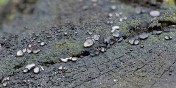 Schwarzweißes Weichbecherchen, Foto 3