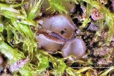 Schwarzweißes Weichbecherchen, Foto 7
