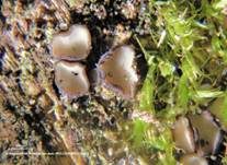 Schwarzweißes Weichbecherchen, Foto 8