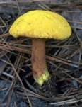 Schwefelgelber Holzröhrling, Foto 8