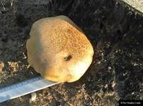 Schwefelgelber Holzröhrling, Foto 11