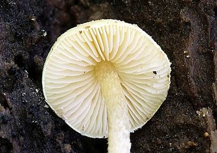 Schwefelgelber Mehlschirmling, Foto 2
