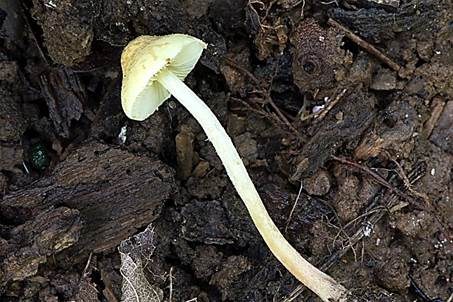 Schwefelgelber Mehlschirmling, Foto 3