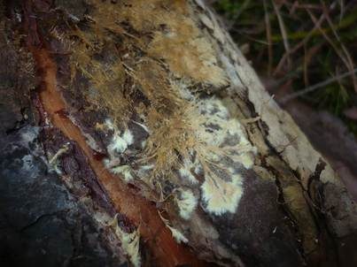 Schwefelgelber Rindenpilz, Foto 2