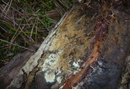 Schwefelgelber Rindenpilz, Foto 4
