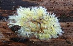 Schwefelgelber Rindenpilz, Foto 5