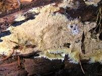 Schwefelgelber Rindenpilz, Foto 10