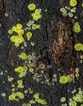 Schwefelgelbes Kernpilz-Becherchen, Foto 4