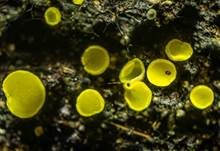Schwefelgelbes Kernpilz-Becherchen, Foto 5