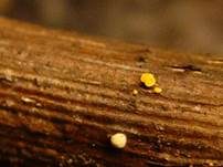 Schwefelgelbes Kernpilz-Becherchen, Foto 7