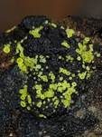 Schwefelgelbes Kernpilz-Becherchen, Foto 9
