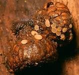 Schwefel-Haarbecherling, Foto 6