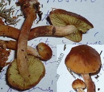 Schwefelkopfähnlicher Schüppling, Foto 3