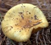 Schwefelkopfähnlicher Schüppling, Foto 6