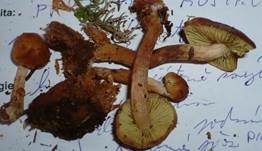 Schwefelkopfähnlicher Schüppling, Foto 9