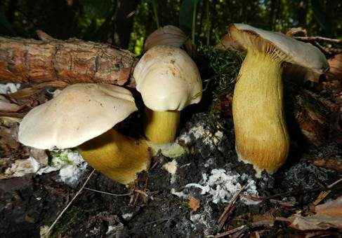 Schwefelritterling, Foto 2