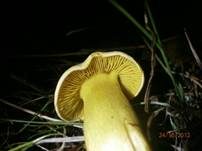 Schwefelritterling, Foto 22