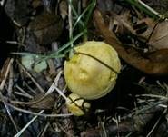 Schwefelritterling, Foto 23