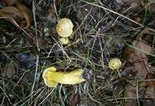 Schwefelritterling, Foto 25