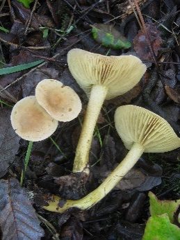 Schwefelritterling, Foto 5