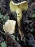 Schwefelritterling, Foto 8