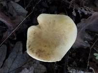 Schwefelritterling, Foto 10