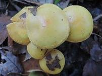 Schwefelschüppling, Foto 17