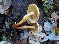 Schwefelschüppling, Foto 19