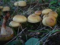 Schwefelschüppling, Foto 23