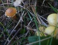 Schwefelschüppling, Foto 24
