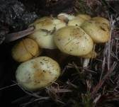 Schwefelschüppling, Foto 27
