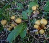 Schwefelschüppling, Foto 28