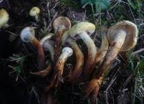 Schwefelschüppling, Foto 30
