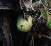 Schwefelschüppling, Foto 32